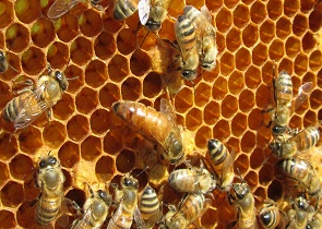 apicoltura aiuti api miele