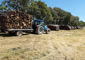 Morroni Bellanova selvicoltura aree forestali ripresa attività legna taglio boschi