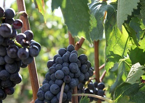 Ocm vino Umbria bando misura investimenti imprese vitivinicole
