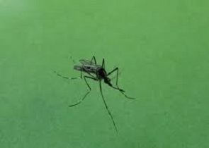 West Nile Disease: Coletto, “prosegue l’attività di sorveglianza in Umbria, nessun caso sul territorio”
