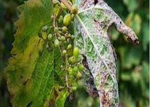 danni peronospora vite