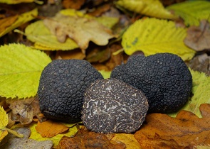 assessore Morroni importanti novità per tartuficoltura filiera tartufo