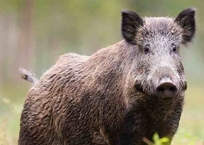 Adeguamento del piano regionale per gli interventi urgenti per l’eradicazione della peste suina africana (PRIU): Soddisfazione dell’assessore Roberto Morroni per l’approvazione dell’atto