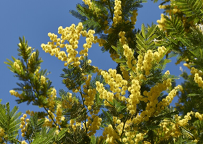 Giornata internazionale della donna: presidente Proietti, “l’8 marzo rinnova la forza per rendere sostanziale l’emancipazione delle donne”